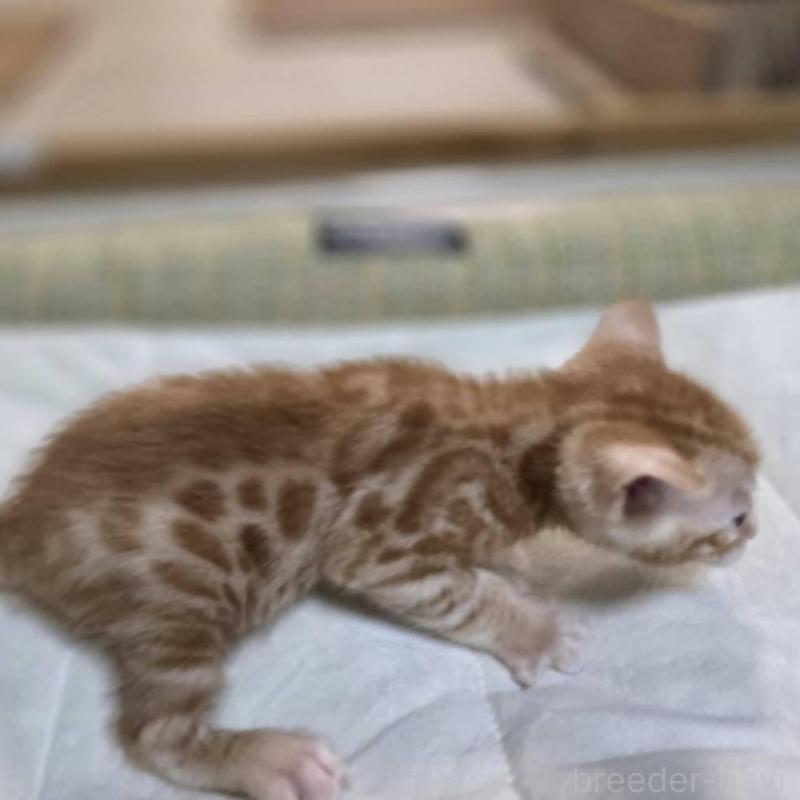 販売中の神奈川県のベンガル-135645の3枚目