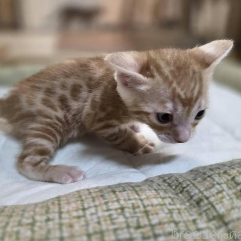 販売中の神奈川県のベンガル-135645の2枚目