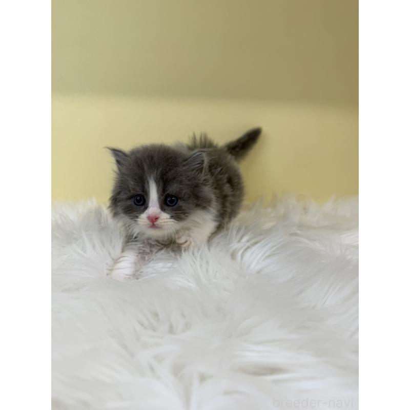 販売中の埼玉県のスコティッシュフォールド-135452の4枚目