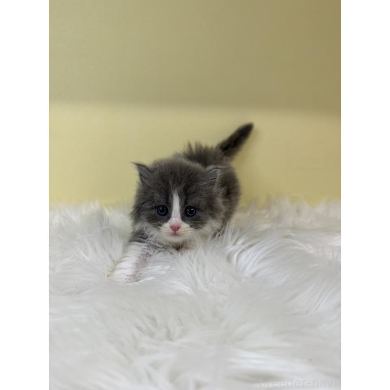 販売中の埼玉県のスコティッシュフォールド-135452の3枚目