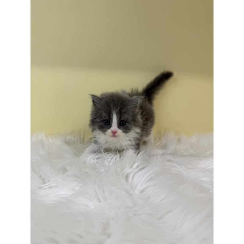 販売中の埼玉県のスコティッシュフォールド-135452の2枚目