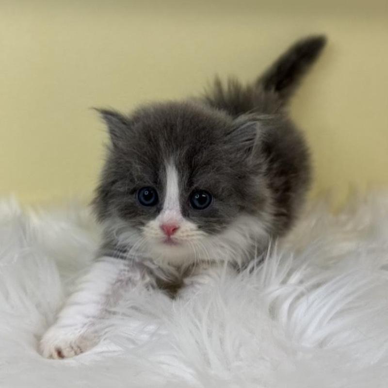 販売中の埼玉県のスコティッシュフォールド-135452の1枚目