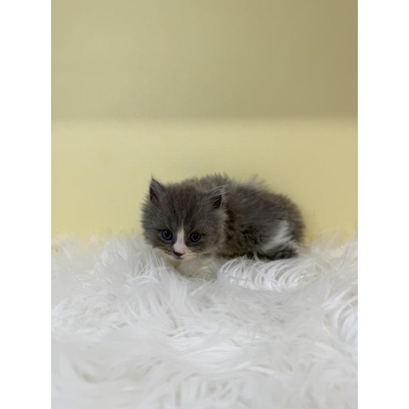 販売中の埼玉県のスコティッシュフォールド-135453の4枚目