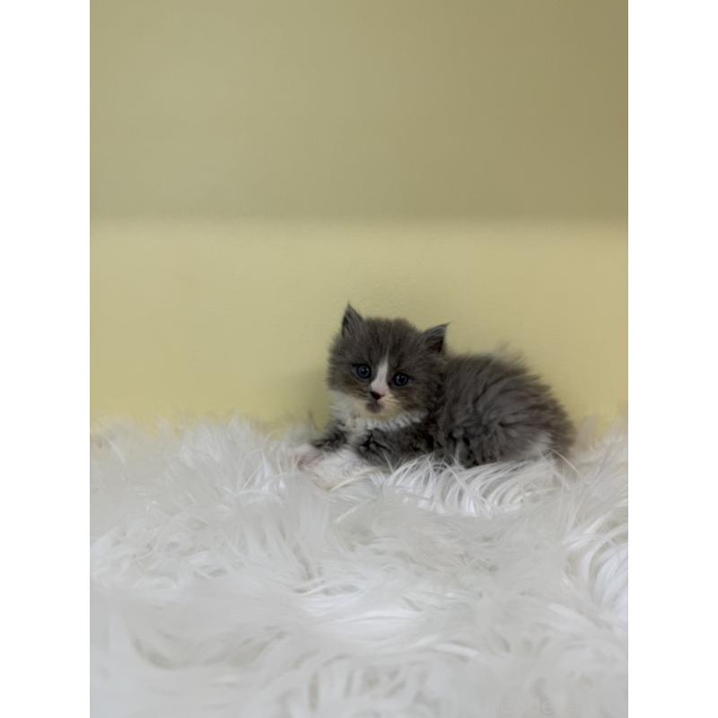 販売中の埼玉県のスコティッシュフォールド-135453の2枚目