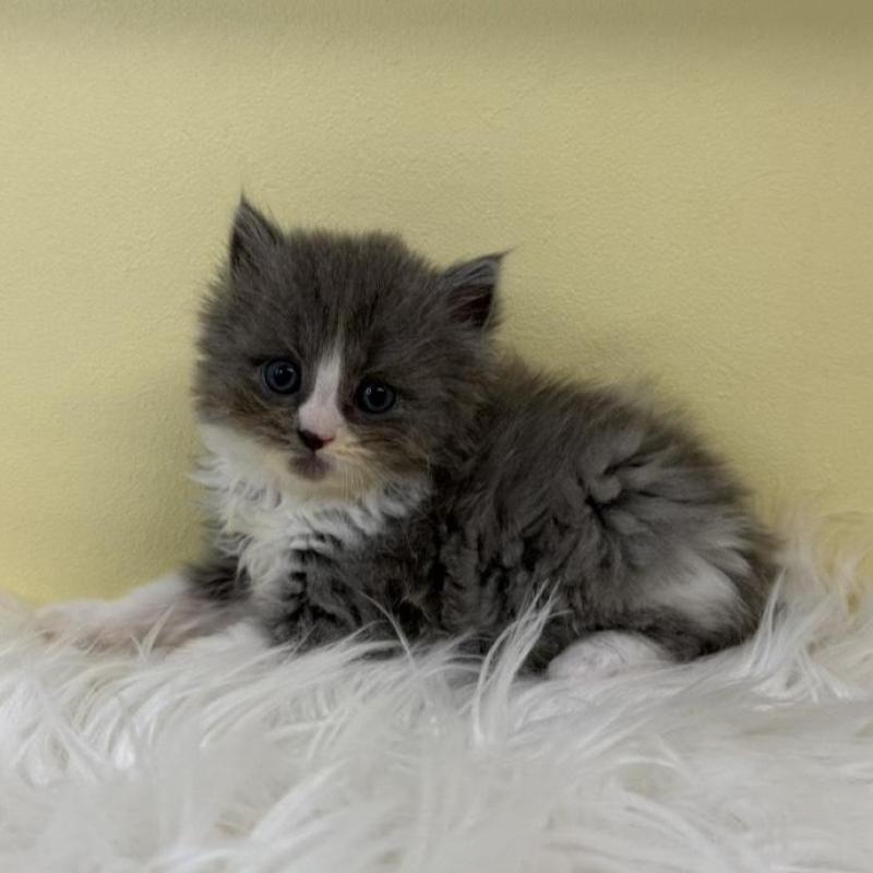 販売中の埼玉県のスコティッシュフォールド-135453の1枚目