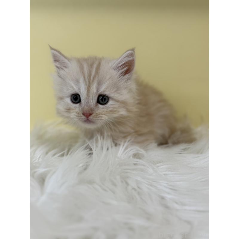 販売中の埼玉県のサイベリアン-135455の4枚目