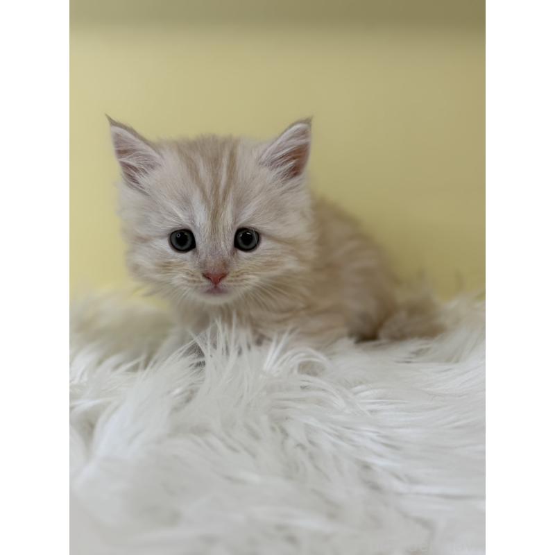 販売中の埼玉県のサイベリアン-135455の3枚目