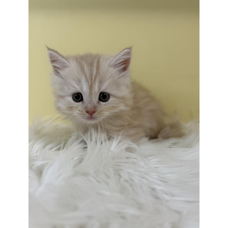 販売中の埼玉県のサイベリアン-135455の2枚目