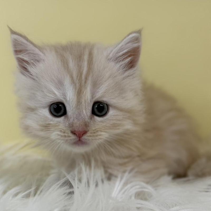 販売中の埼玉県のサイベリアン-135455の1枚目