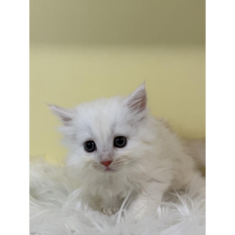 販売中の埼玉県のサイベリアン-135456の4枚目