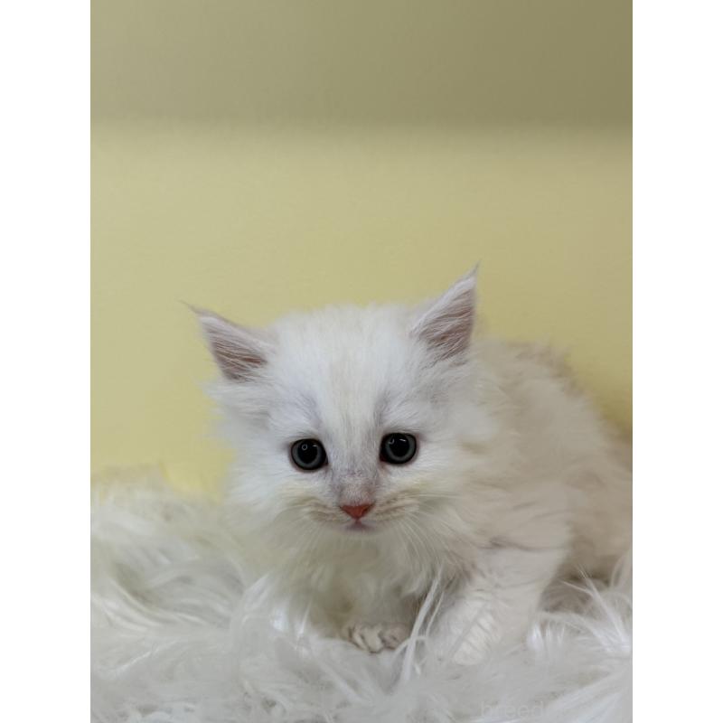 販売中の埼玉県のサイベリアン-135456の3枚目