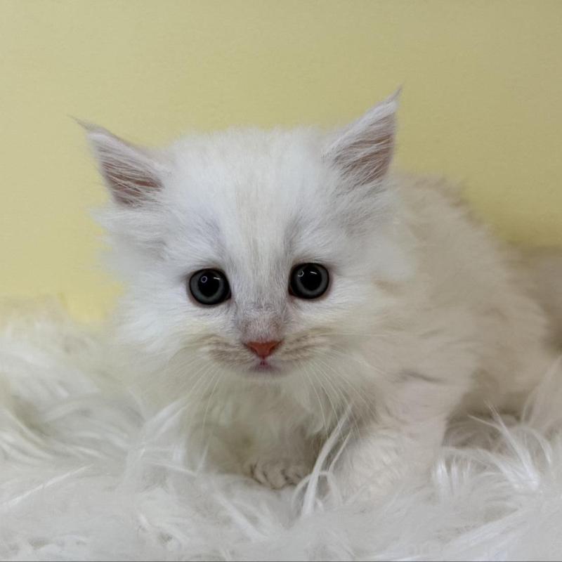 販売中の埼玉県のサイベリアン-135456の1枚目