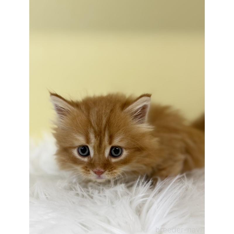 販売中の埼玉県のサイベリアン-135457の4枚目