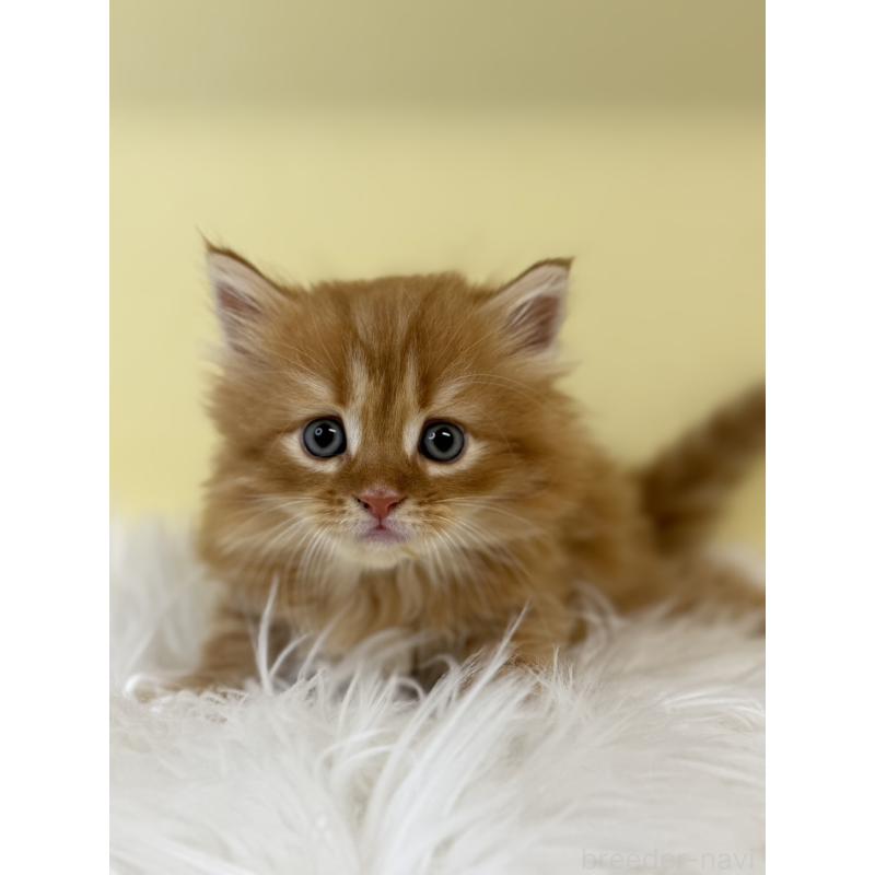 販売中の埼玉県のサイベリアン-135457の3枚目