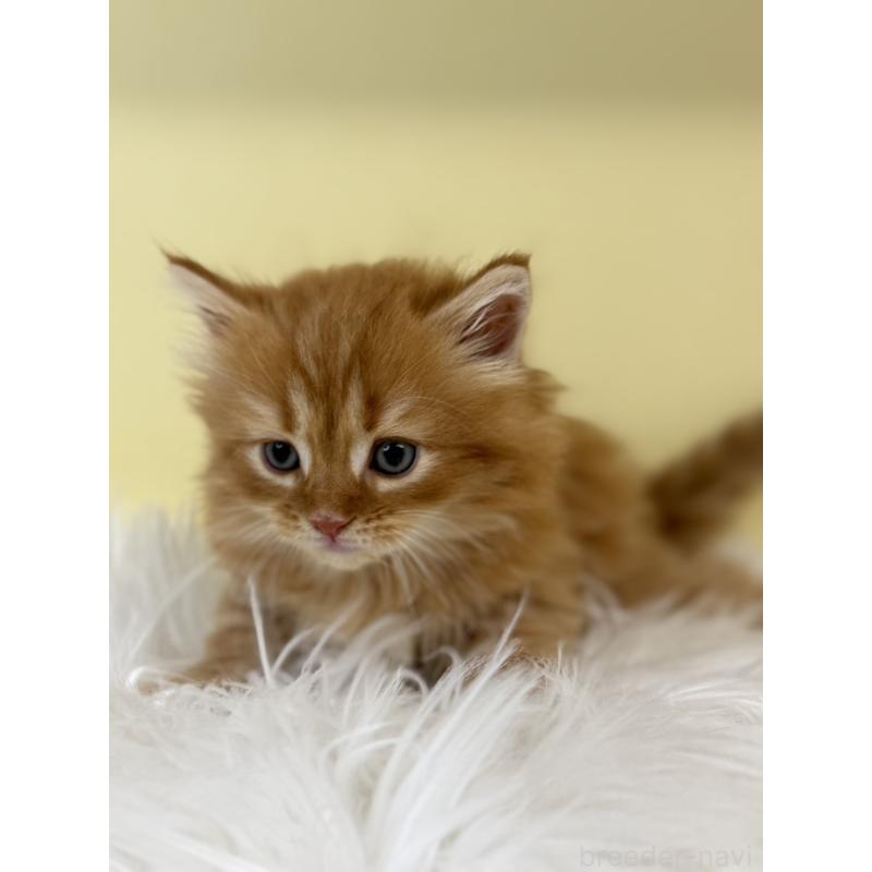 販売中の埼玉県のサイベリアン-135457の2枚目