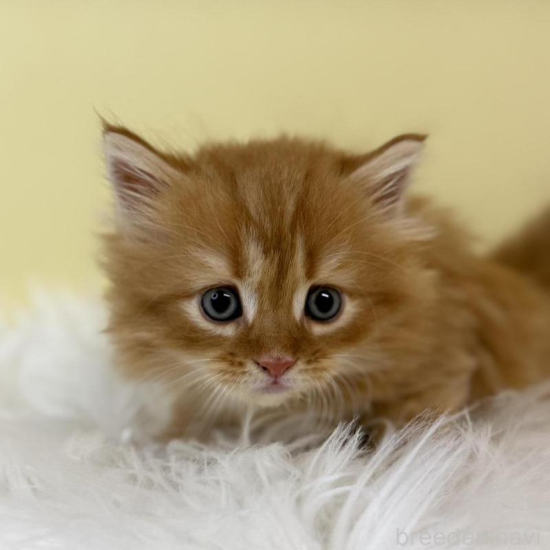 販売中の埼玉県のサイベリアン-135457の1枚目