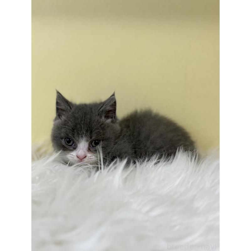 販売中の埼玉県のマンチカン(短足)-135458の4枚目