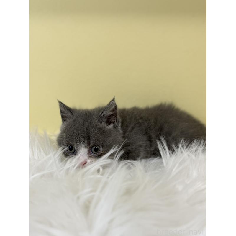 販売中の埼玉県のマンチカン(短足)-135458の3枚目