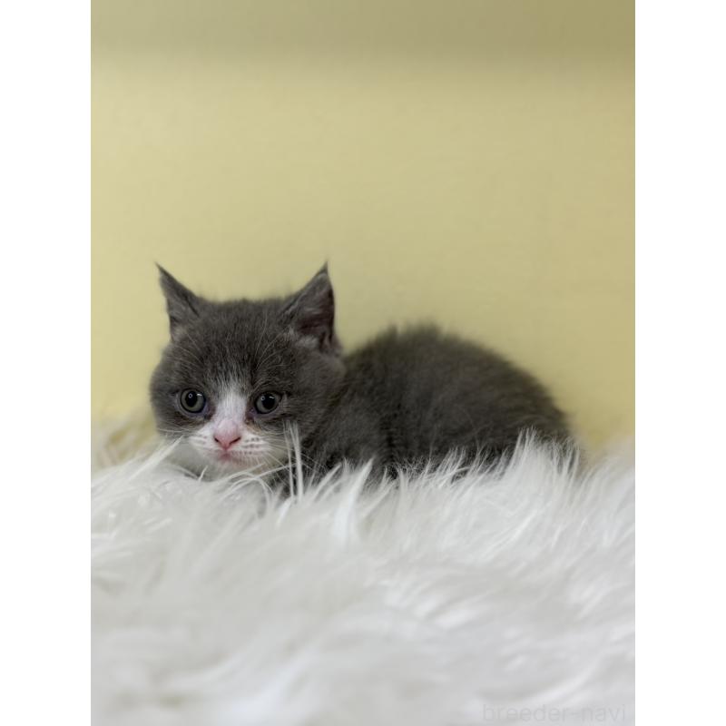 販売中の埼玉県のマンチカン(短足)-135458の2枚目