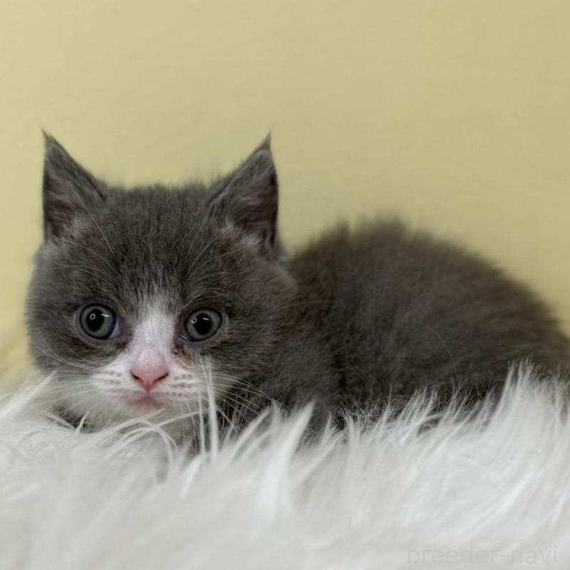 販売中の埼玉県のマンチカン(短足)-135458の1枚目