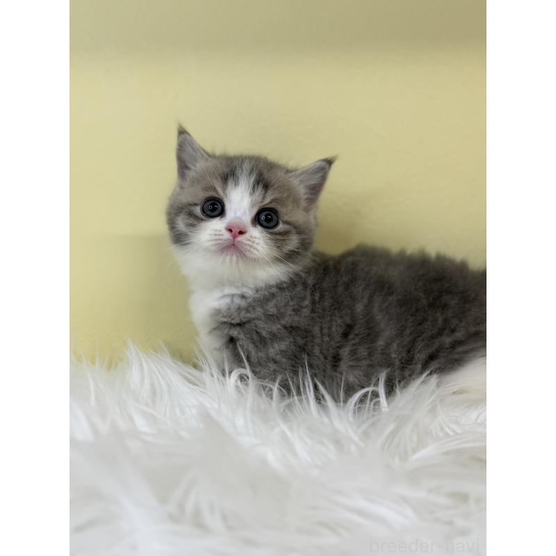 販売中の埼玉県のマンチカン(短足)-135459の4枚目