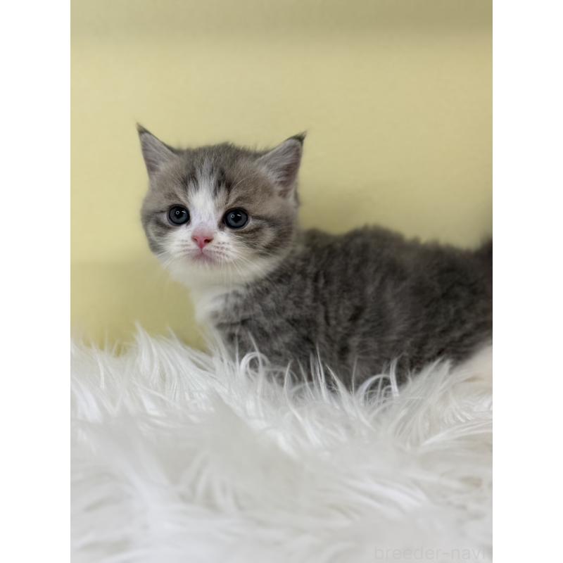 販売中の埼玉県のマンチカン(短足)-135459の2枚目