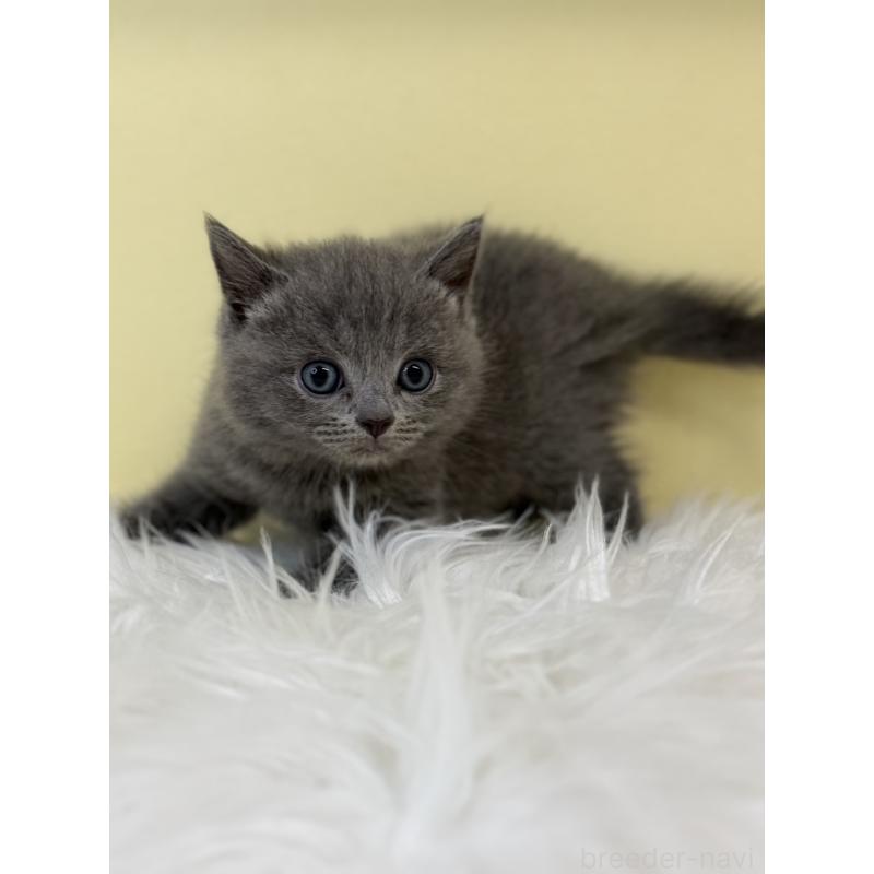 販売中の埼玉県のマンチカン-135460の4枚目