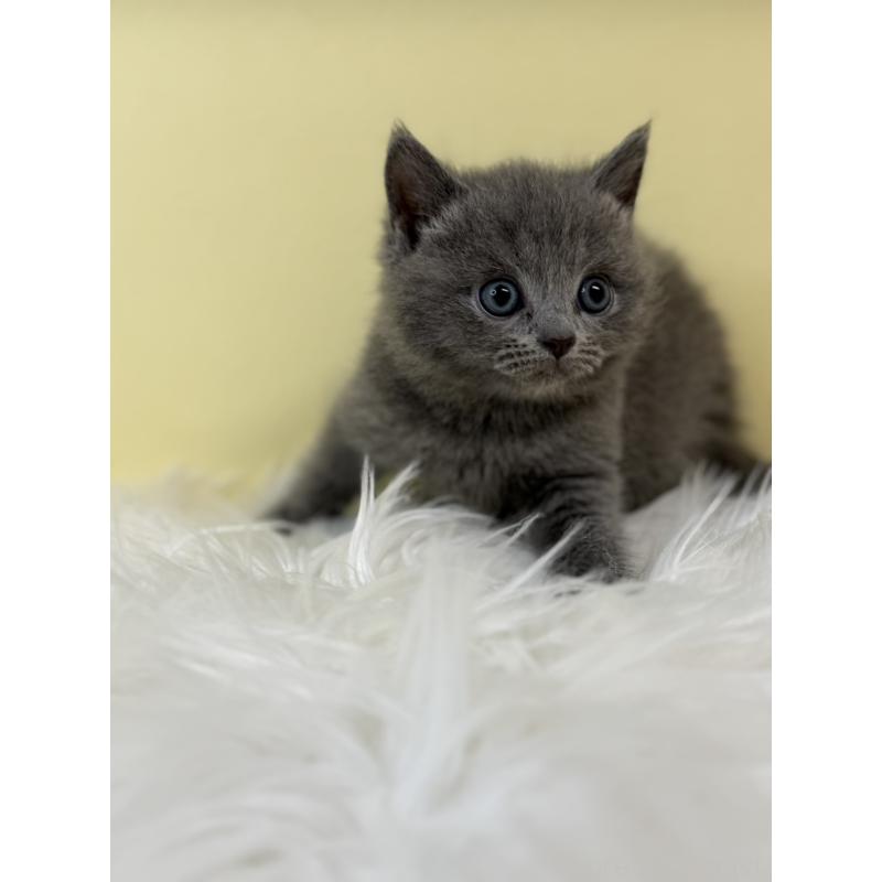 販売中の埼玉県のマンチカン-135460の2枚目