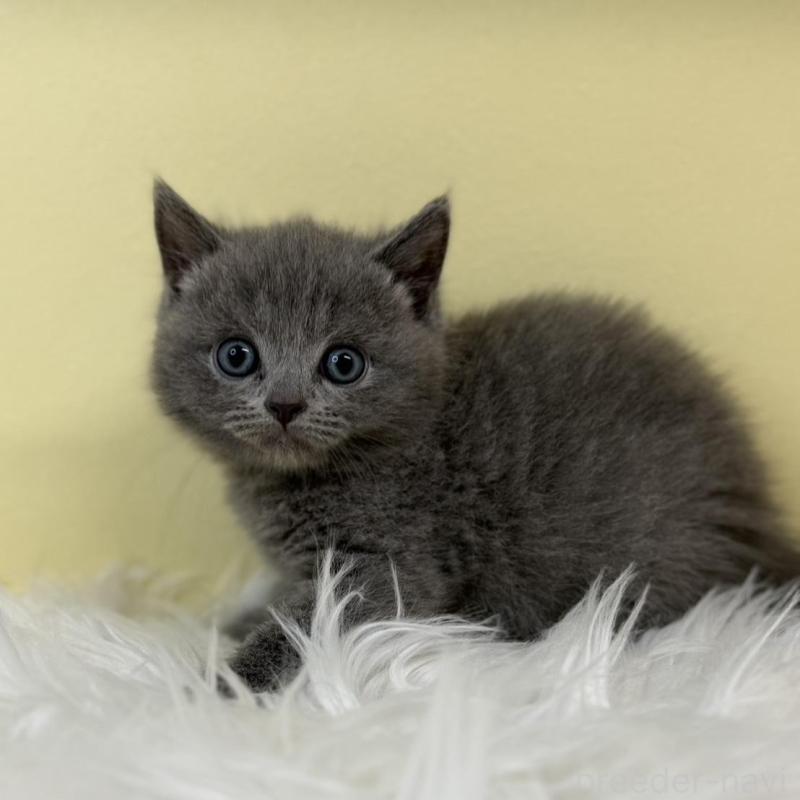 販売中の埼玉県のマンチカン-135460の1枚目