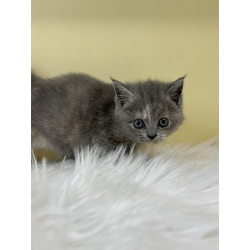 販売中の埼玉県のマンチカン-135461の4枚目