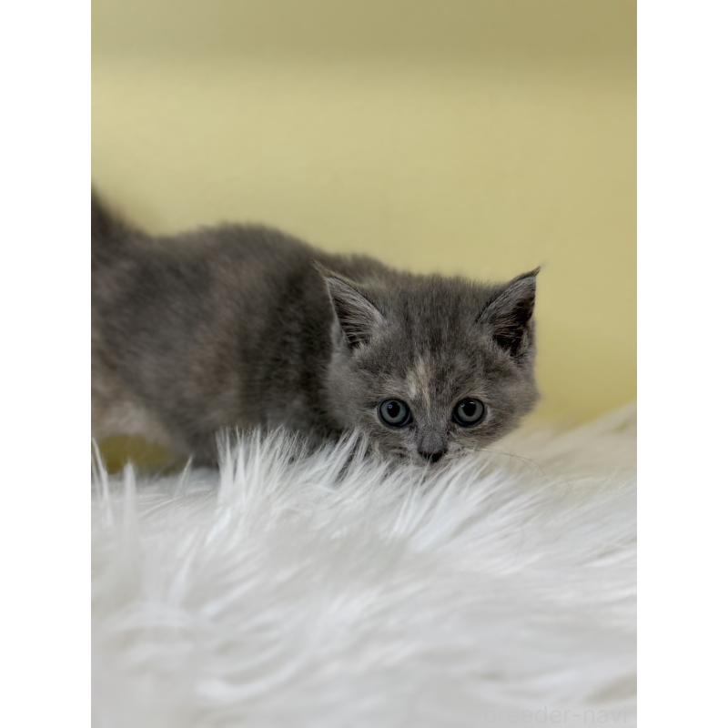 販売中の埼玉県のマンチカン-135461の3枚目