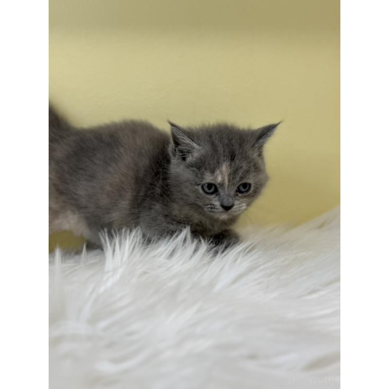 販売中の埼玉県のマンチカン-135461の2枚目