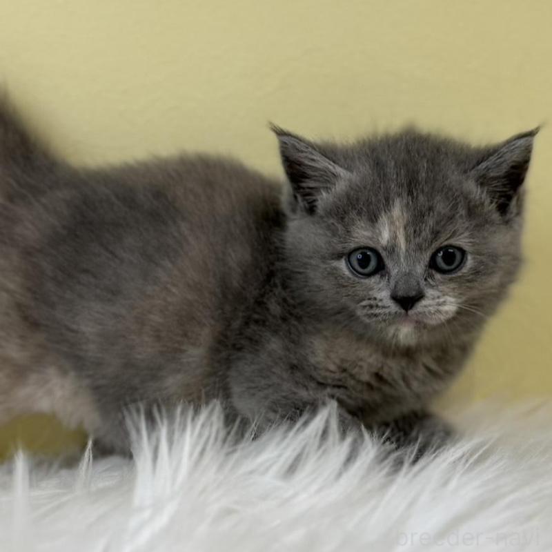 販売中の埼玉県のマンチカン-135461の1枚目