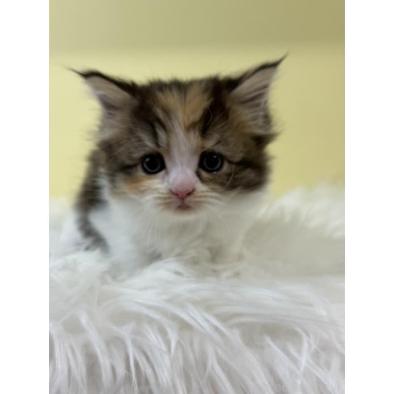 販売中の埼玉県のサイベリアン-135462の3枚目