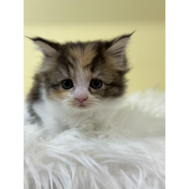 販売中の埼玉県のサイベリアン-135462の2枚目