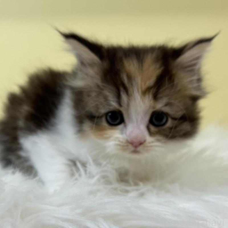 販売中の埼玉県のサイベリアン-135462の1枚目