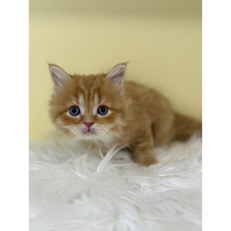 販売中の埼玉県のサイベリアン-135463の4枚目