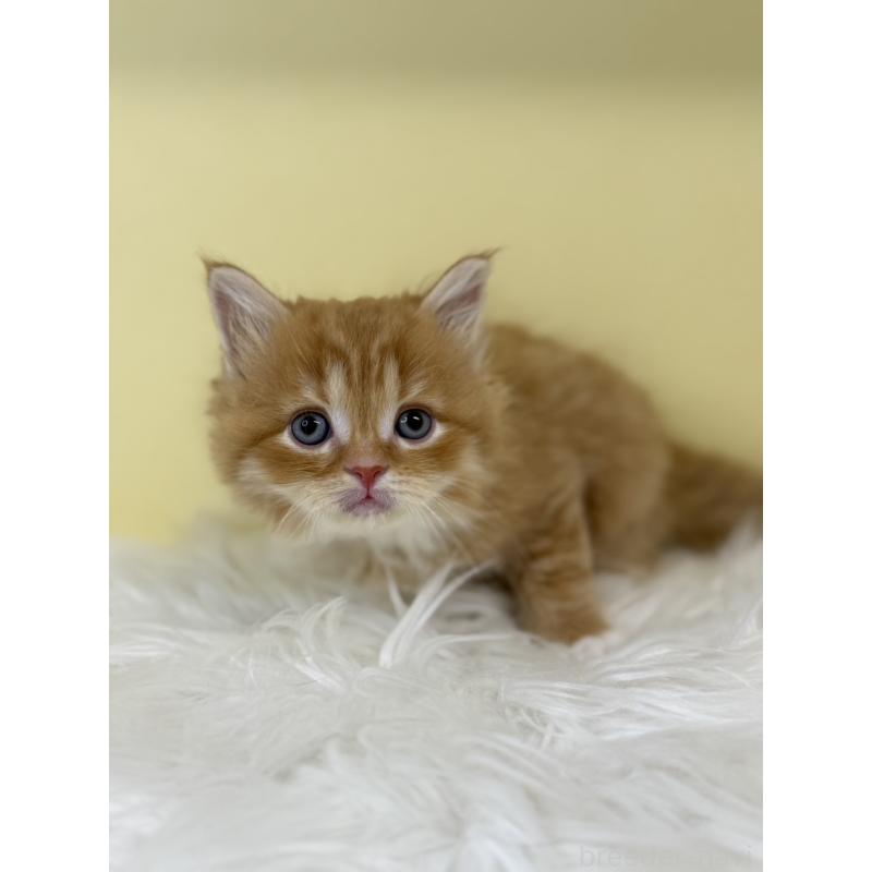 販売中の埼玉県のサイベリアン-135463の3枚目