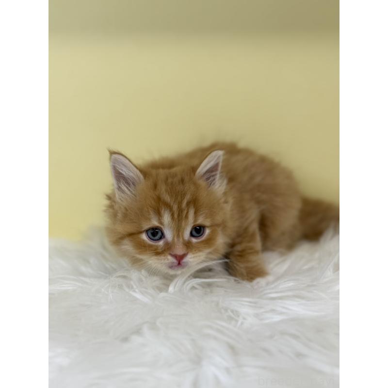 販売中の埼玉県のサイベリアン-135463の2枚目