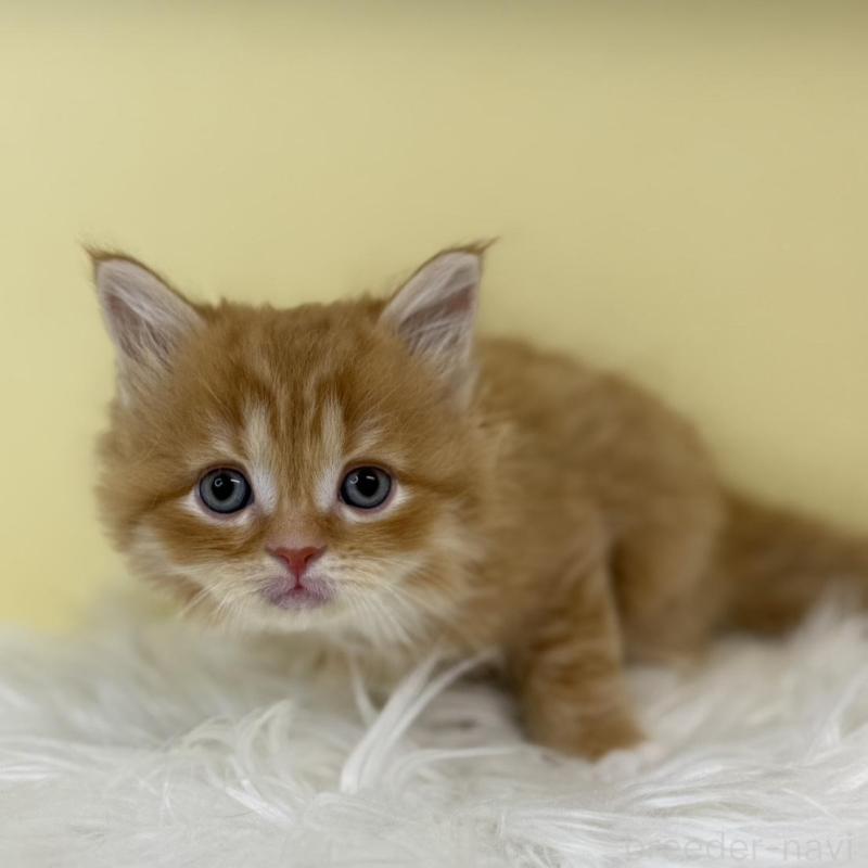 販売中の埼玉県のサイベリアン-135463の1枚目