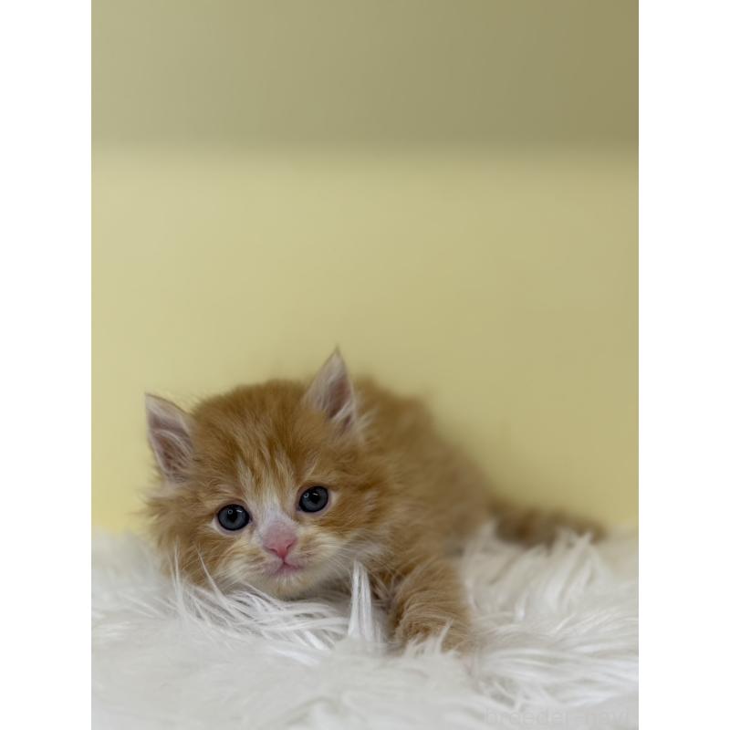 販売中の埼玉県のサイベリアン-135464の4枚目