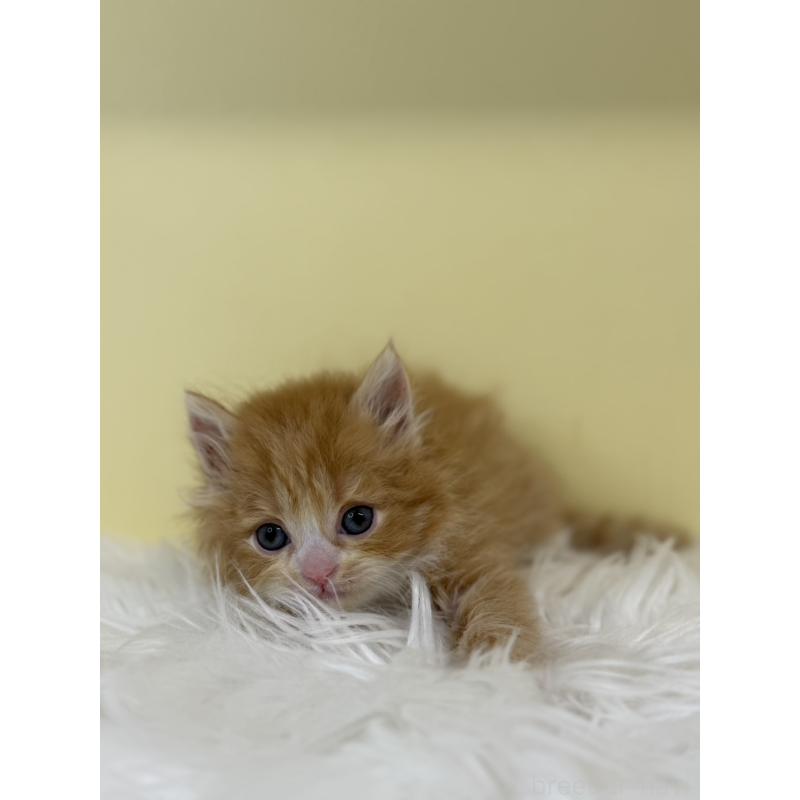 販売中の埼玉県のサイベリアン-135464の2枚目