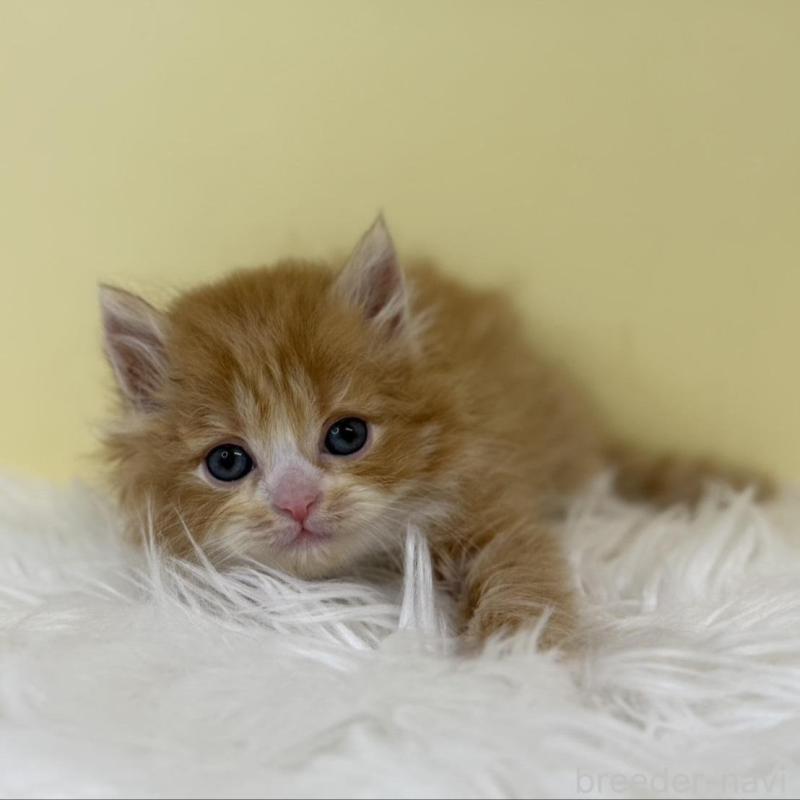 販売中の埼玉県のサイベリアン-135464の1枚目