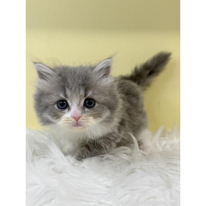 販売中の埼玉県のサイベリアン-135466の4枚目