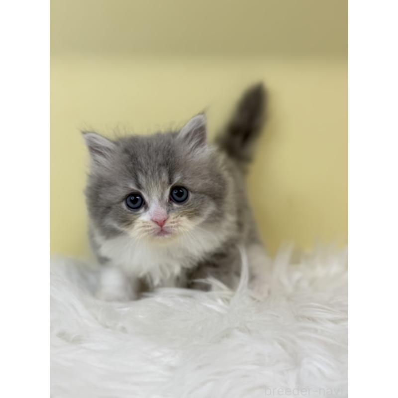 販売中の埼玉県のサイベリアン-135466の3枚目