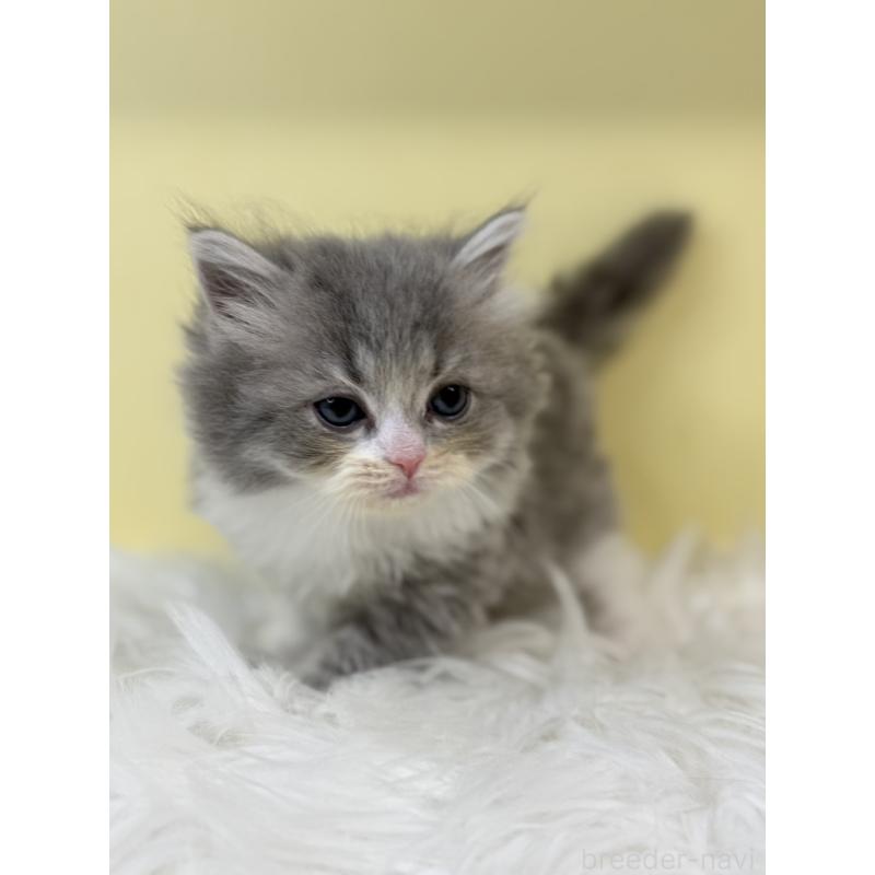 販売中の埼玉県のサイベリアン-135466の2枚目