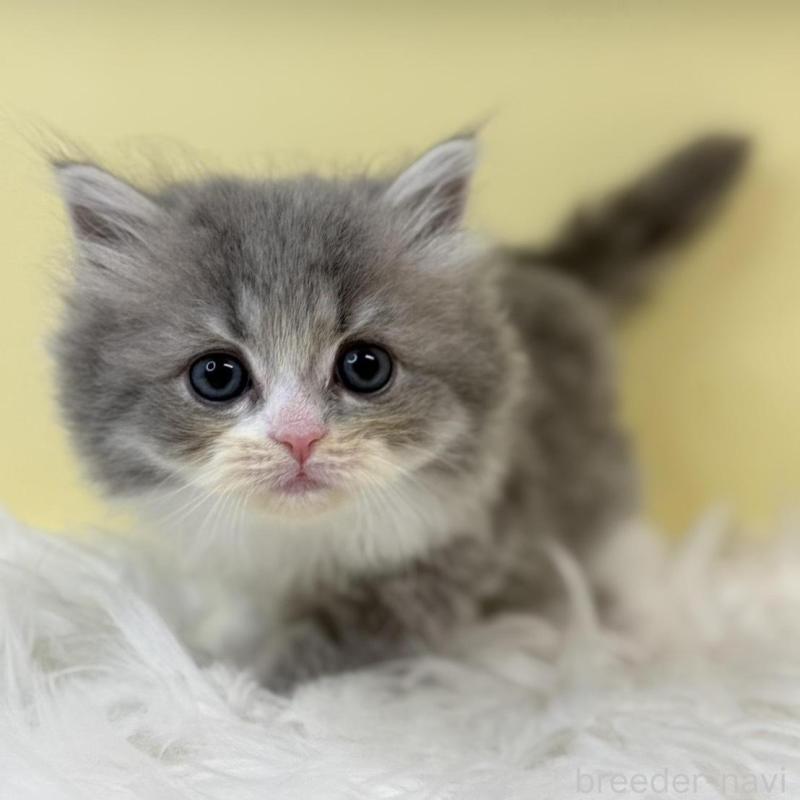 販売中の埼玉県のサイベリアン-135466の1枚目