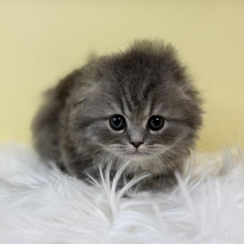 販売中の埼玉県のスコティッシュフォールド(折れ耳)-135646の4枚目