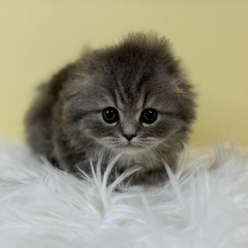 販売中の埼玉県のスコティッシュフォールド(折れ耳)-135646の3枚目