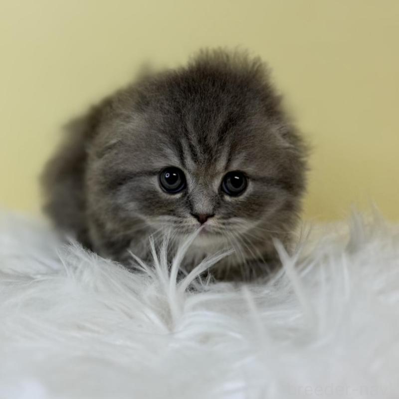 販売中の埼玉県のスコティッシュフォールド(折れ耳)-135646の2枚目